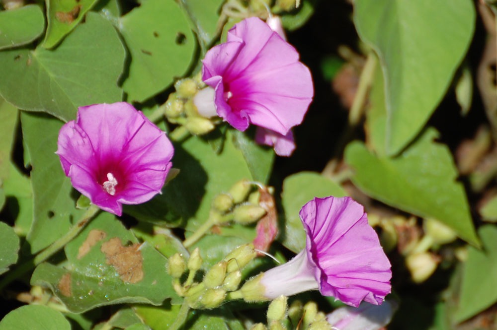 Brasile - Ipomoea sp. (Convolvulaceae)